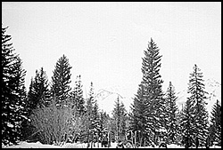 Spruces Ski Area