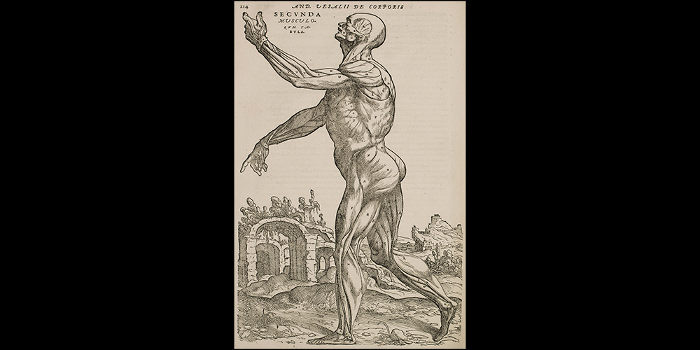 Second Muscle Man p. 214 in 1555 edition