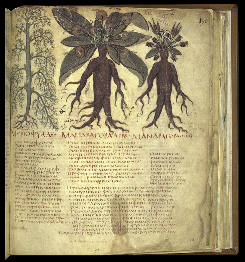 Dioscorides, Mandrake
