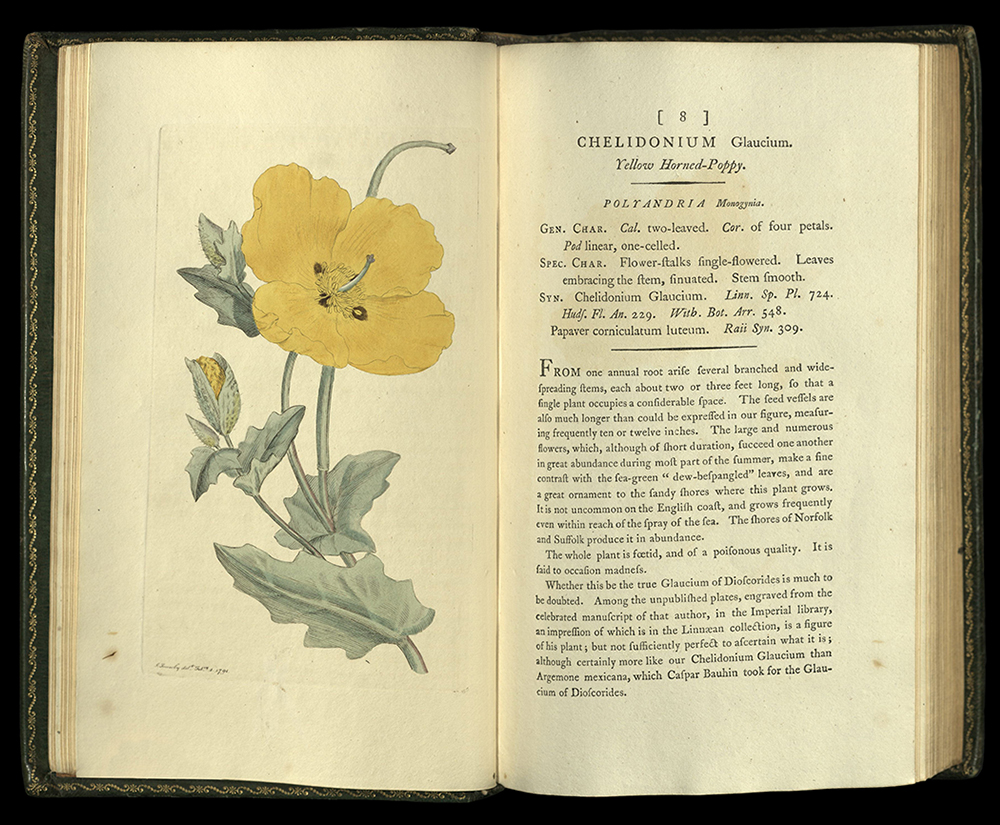 English Botany - Chelidonium