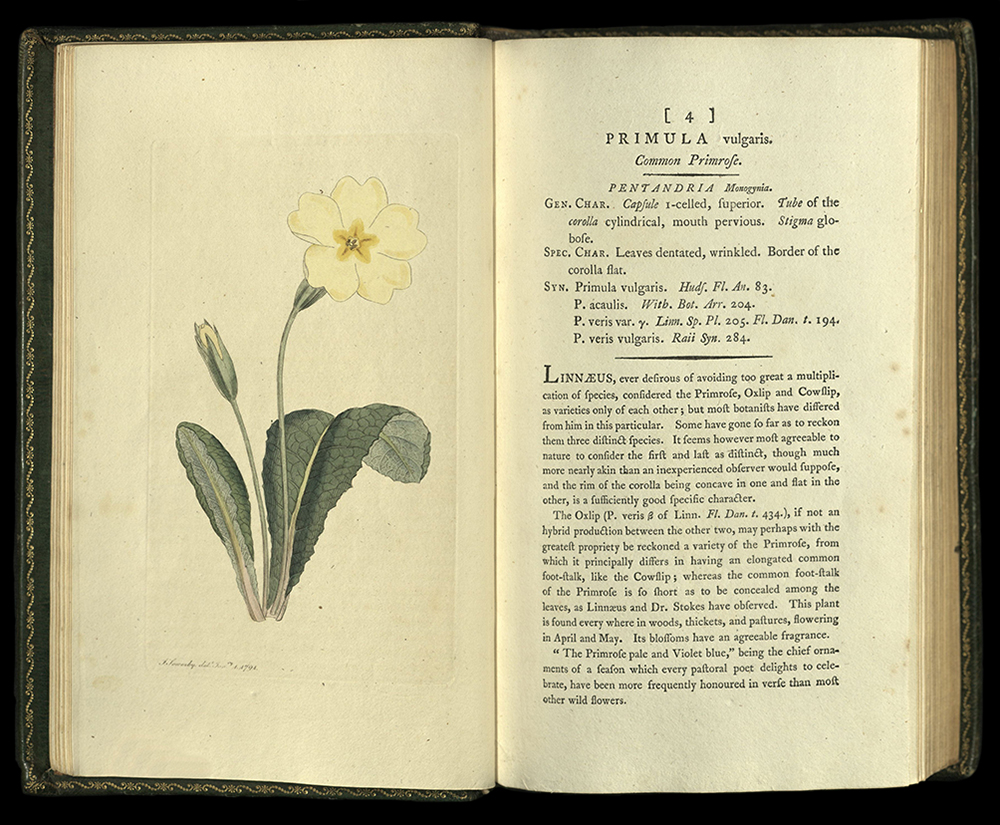 English Botany - Primula
