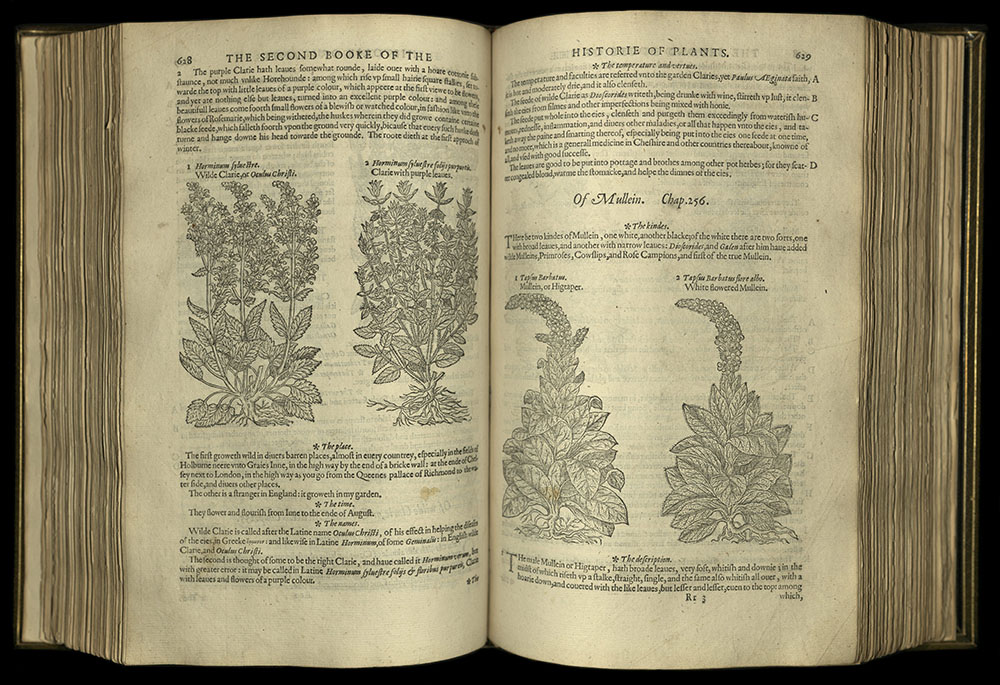 Gerard's 1597 Herbal